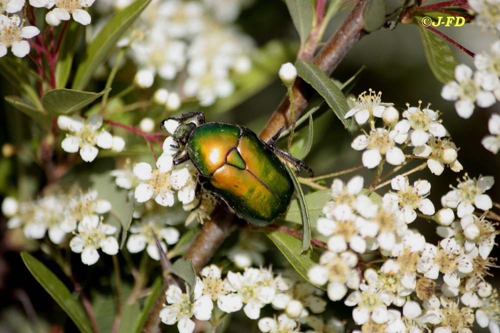 Cetonia ? No, Protaetia (Netocia) cuprea